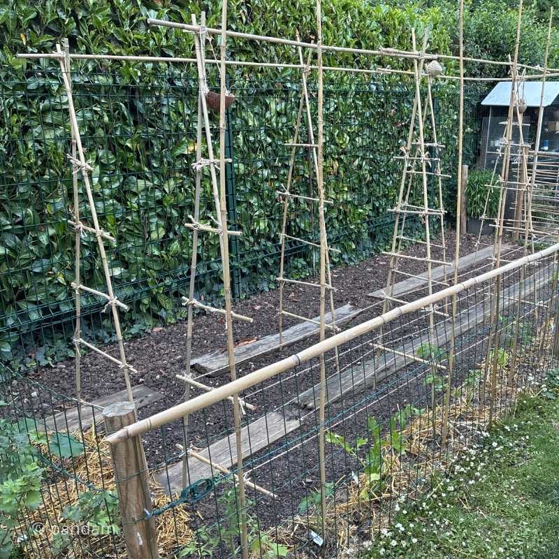 Tuteurs en bambou tonkin 180 cm exemple utilisation