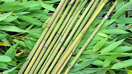 fabriquer un tuteur en bambou