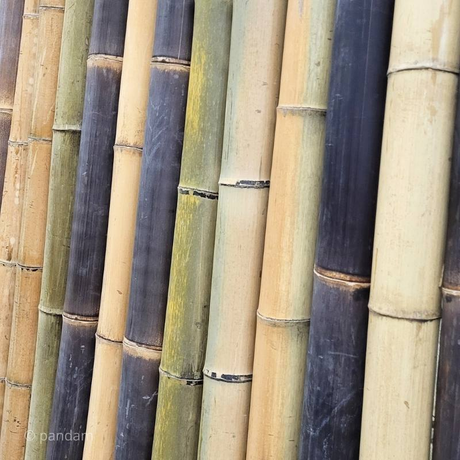 Tronçons de bambou sec