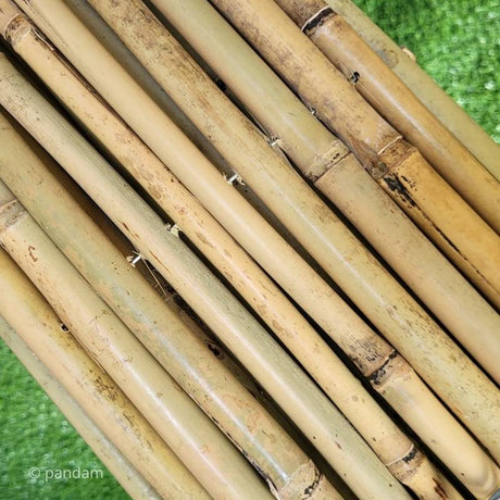 Cloture bambou tonkin 20-28 mm