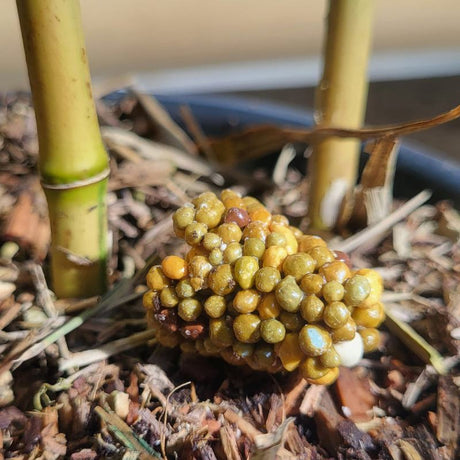 engrais pour bambou en pot