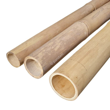 Tige de bambou Claire