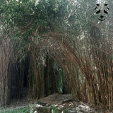 Pseudosasa japonica | Bambou idéal pour un brise-vue